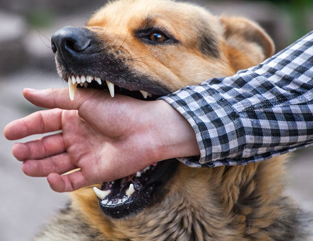 Dog Bites Dog Bites